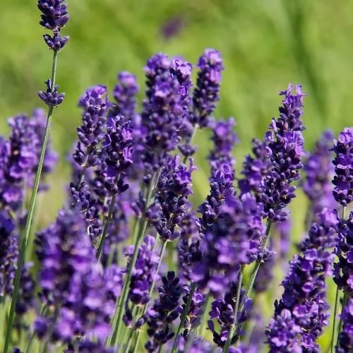 Lavender 4